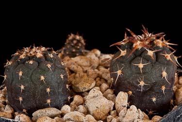 Gymnocalycium spegazzinii v. unguispinum SL 44b